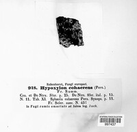 Jackrogersella cohaerens image